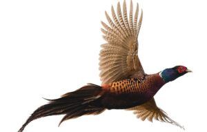 Pheasant