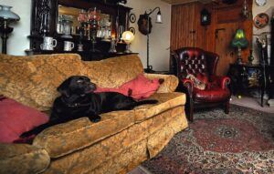 labrador on sofa