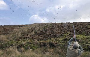 How to shoot pheasants