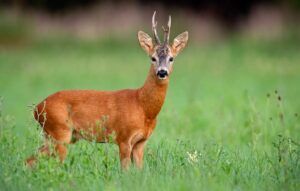 deer in field