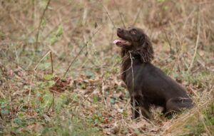 cocker spaniel