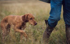 HPR hunt point and retrieve breeds vizsla