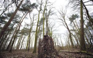 pigeon shooting