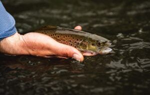 early trout