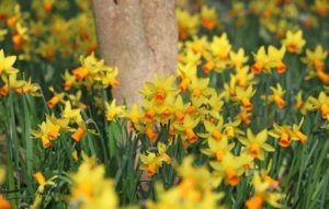 daffodils