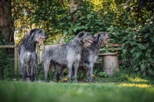 Scottish deerhounds