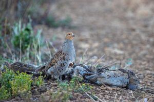 grey partridges