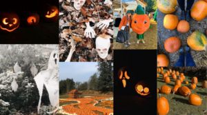 A collage of Halloween images such as jack-o-lanterns, leaves, pumpkins patches.