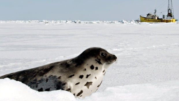 Grey seal sits on ice, with yellow boat in background.