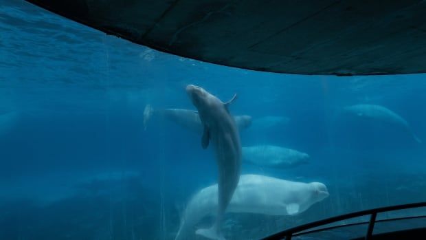 Beluga whales swim in a tank at the Marineland amusement park in Niagara Falls, Ont., Friday, June 9, 2023. Ontario says a beluga died in July.