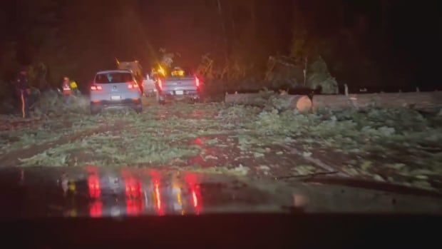 Fallen trees on a road.