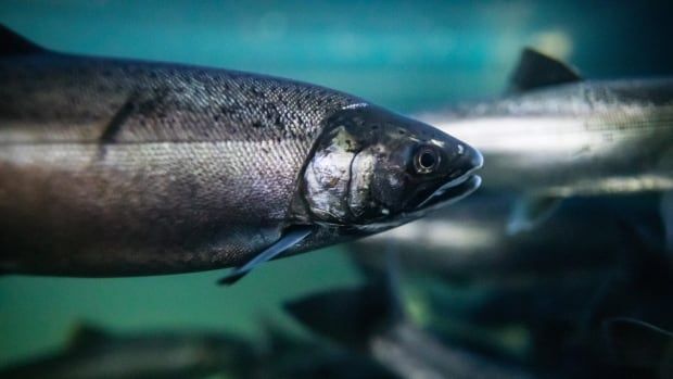 A silver coho salmon is pictured underwater. 