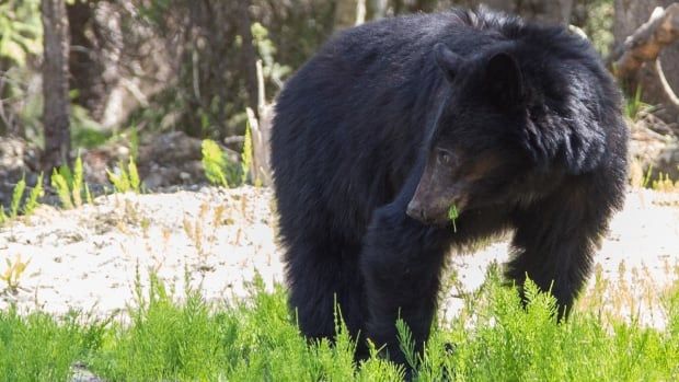 A black bear is eating vegetation at the side of the road, with greenery protruding from its mouth. Trees are in the background.