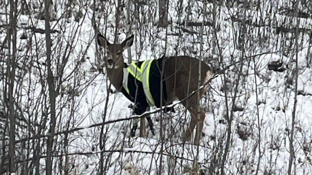 A deer in a high-vis jacket.