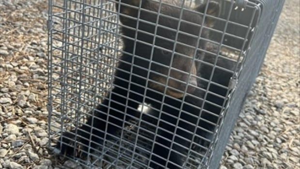 A small baby black bear in a cage on the ground