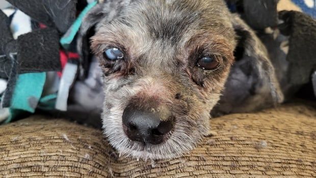 A small, senior dog covered in blankets.