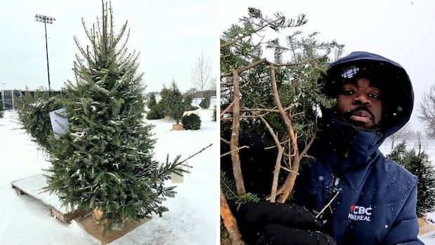 On left, a used christmas tree is held up among others in a park, on right, CBC's Kwabena Oduro carries a christmas tree