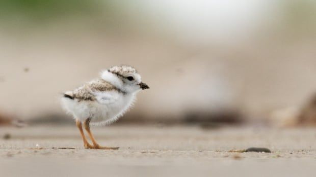 A chick piping plover freshly hatched standing on a beach 