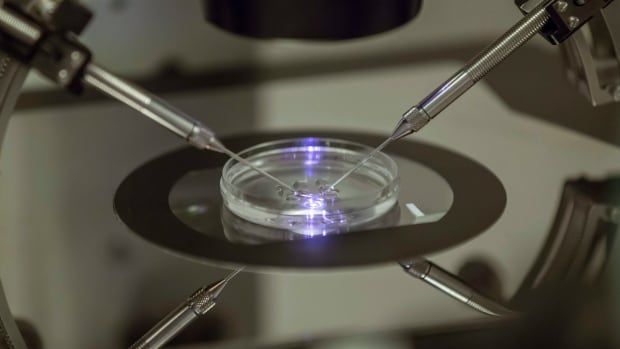 An embryo being created in a petri dish