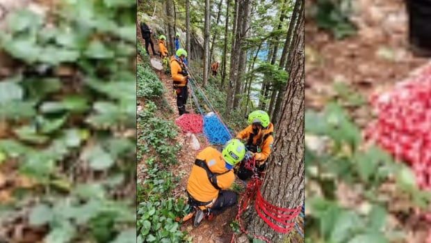 Men wearing high-vis gear strap ropes to a tree.