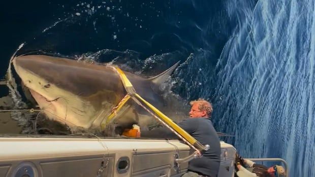 A man leans out of a boat holding on to a very large shark. 