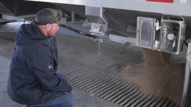 A grain farmer kneels in front of a grating as wheat falls out of the bottom of a semi-truck into a grain elevator.