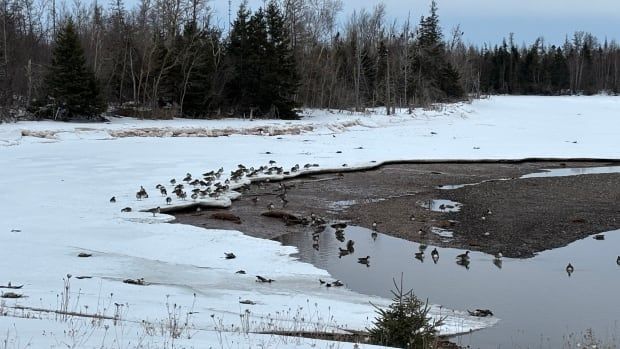 Some Canada geese stand on the snowy ground, while others swim in the water. 