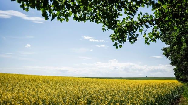 Canola fields in bloom.