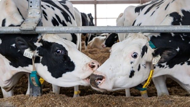 dairy cows feeding