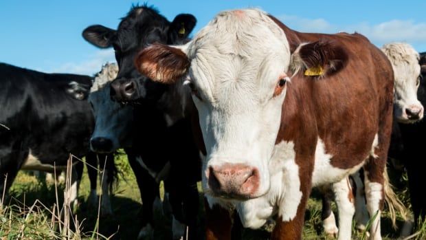 A few cows stare directly into the camera in a field.