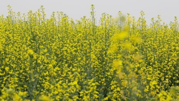 MACRO CLOSE UP OF A FIELD OF FLOWERING SUMMER CANOLA