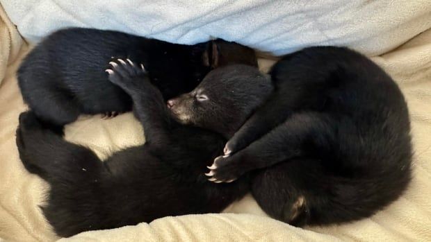 Three black bear cubs the size of kittens nap on a blanket, all snuggled together. 