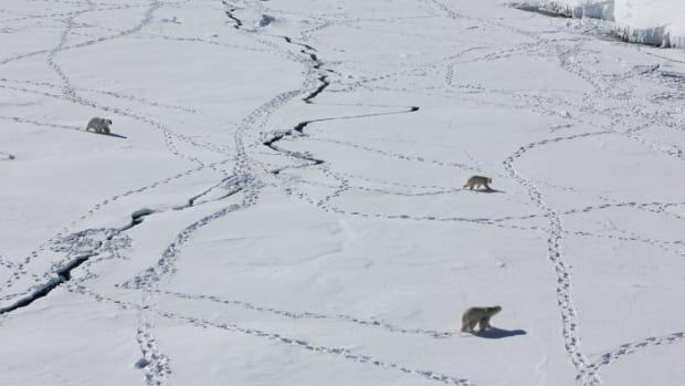 An aerial shot shows a wide plane of ice and snow, with small figures of polar bears walking across. Their long trails of footprints break up the white image. 