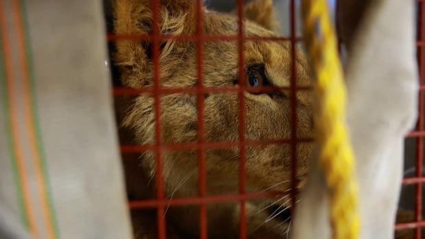 A close up image of a lioness's face inside a cage.