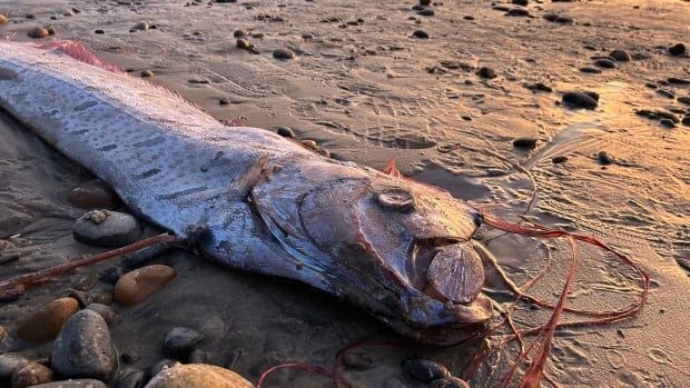 Closeup on the head of a dead fish stretched out on the beach at sunset. It's silvery pink with long, string-like pink appendages on its head and belly, with pink dorsal fins along the length of its back.  It resembles an eel or a serpent.