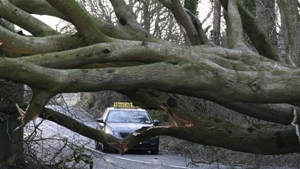 Massive limbs of a tree are shown horizontally across a road, with a car approaching.