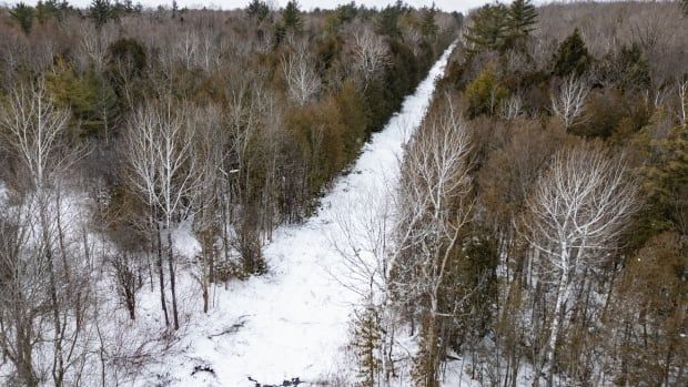 An aerial view shows the clear cut between the trees marking the Canadian and American border