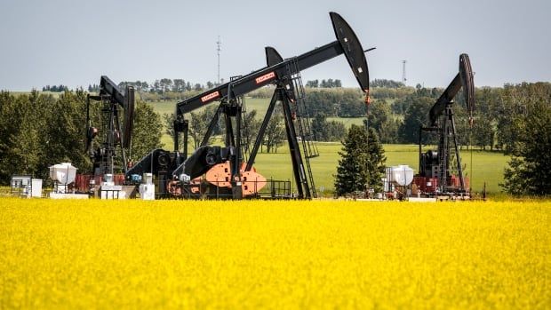 A pumpjack draws oil from the ground surrounded by a bright yellow canola field.