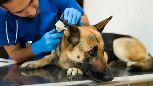 A German shepherd is examined by a vet.