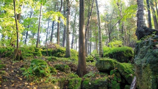 A forest landscape with lots of green trees and moss.