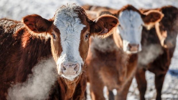 Cows breathe in cold air surrounded by snow.