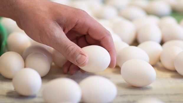 A hand holds a white chicken egg, surrounded by dozens of other white chicken eggs.