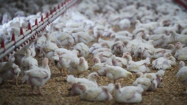 Hundreds of chickens at a poultry farm.