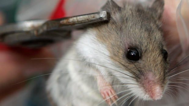 Photo of a female deer mouse. 