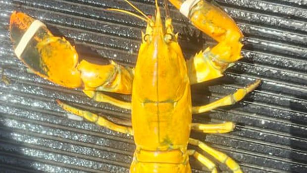 yellow lobster