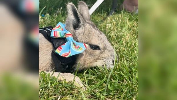 Several animals owned by Salford, Ont., based Little Hobby Hill Farm fell ill, and two died after a Pride event in London's Oakridge neighbourhood, Saturday.