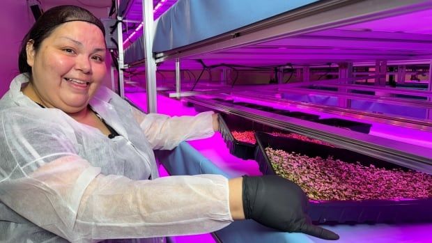 Stephanie R. Cook, Opaskwayak Cree Nation (OCN) smart farm operations manager, shows off broccoli sprouts she's growing for a University of Manitoba research program, assessing the efficacy of the vegetables on health-promoting properties in rats