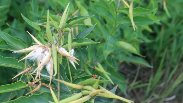 A vine with bean-shaped seed pods producing wispy white seeds. 