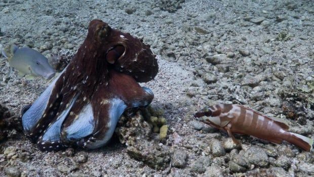 An octopus with a black body and blue legs moves along the ocean's rocky floor, with a blue fish to its left and a brown and white fish to its right.