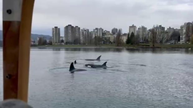 Orcas in the water near buildings.